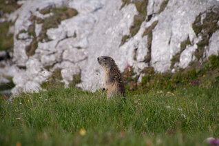 StM_20120705_3736