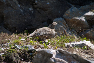 StM_20100627_9505